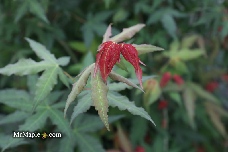 - Acer oliverianum x 'Mystic Jewel' Japanese Maple - Mr Maple │ Buy Japanese Maple Trees