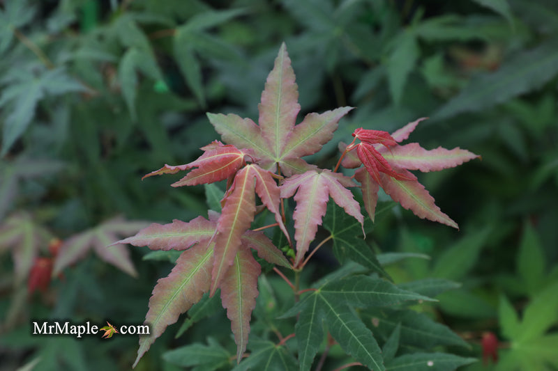 - Acer oliverianum x 'Mystic Jewel' Japanese Maple - Mr Maple │ Buy Japanese Maple Trees