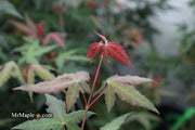 - Acer oliverianum x 'Mystic Jewel' Japanese Maple - Mr Maple │ Buy Japanese Maple Trees