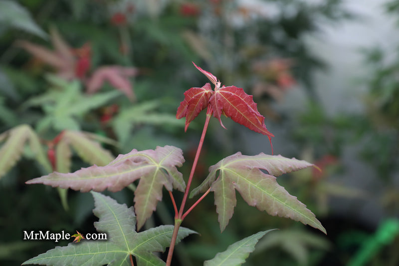 - Acer oliverianum x 'Mystic Jewel' Japanese Maple - Mr Maple │ Buy Japanese Maple Trees
