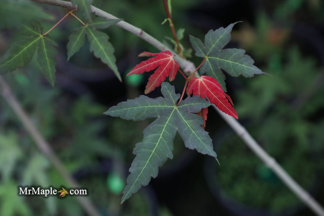 Acer oliverianum x 'Mystic Jewel' Japanese Maple