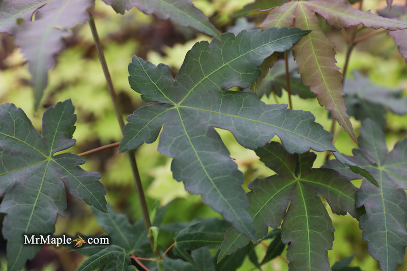 - Acer oliverianum x 'Mystic Jewel' Japanese Maple - Mr Maple │ Buy Japanese Maple Trees