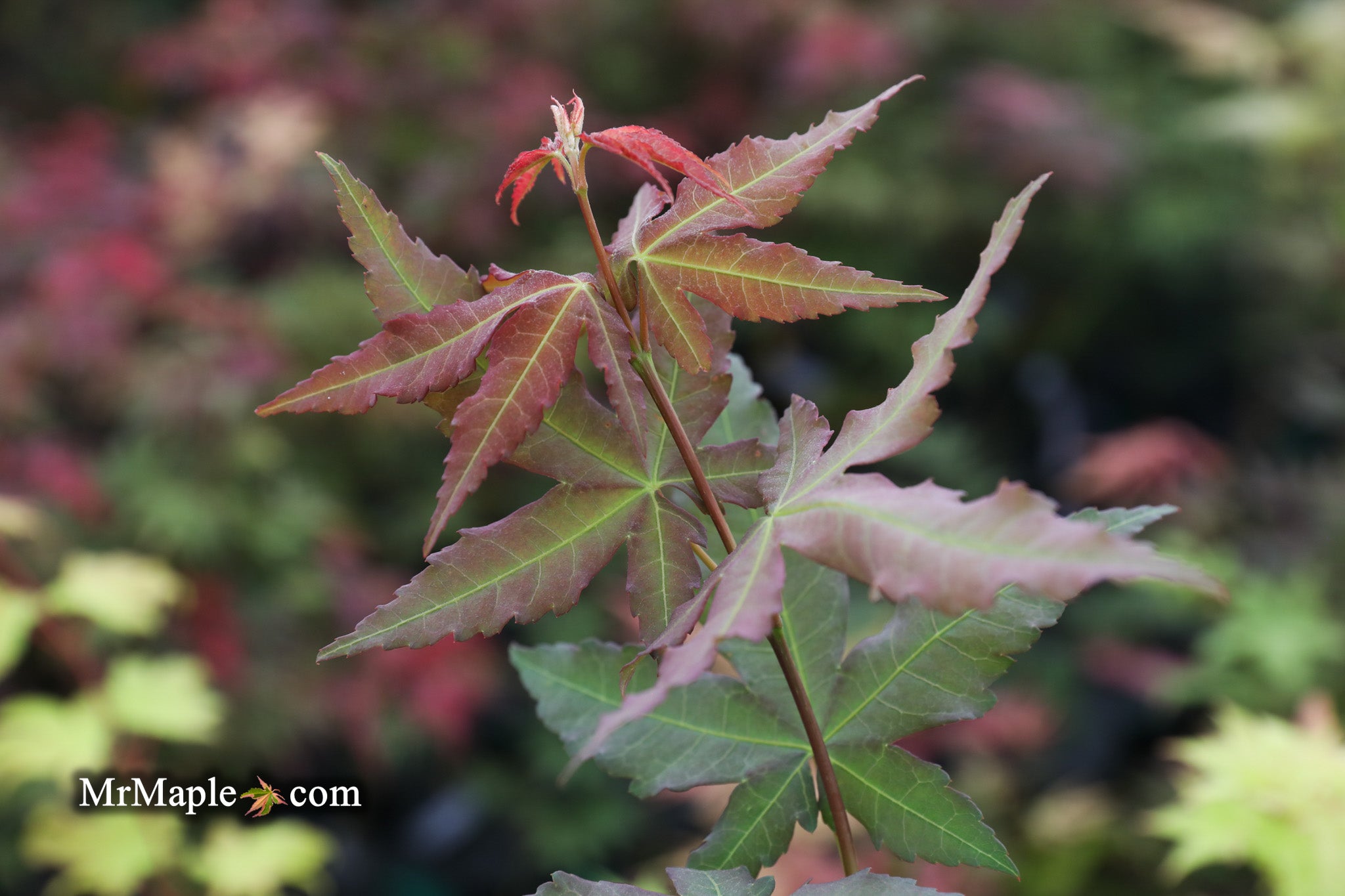 Buy Acer palmatum ‘Mystic Jewel’ Japanese Maple — Mr Maple │ Buy