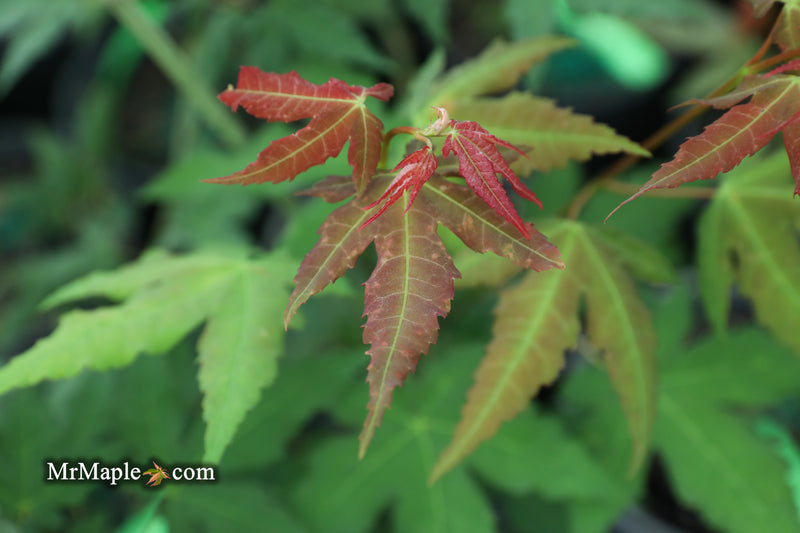 - Acer oliverianum x 'Mystic Jewel' Japanese Maple - Mr Maple │ Buy Japanese Maple Trees
