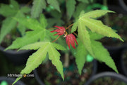 - Acer oliverianum x 'Mystic Jewel' Japanese Maple - Mr Maple │ Buy Japanese Maple Trees