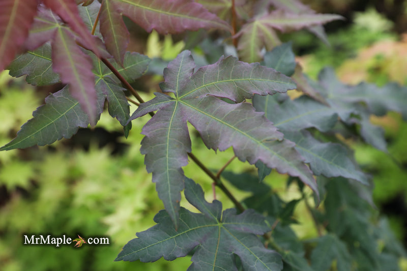 - Acer oliverianum x 'Mystic Jewel' Japanese Maple - Mr Maple │ Buy Japanese Maple Trees