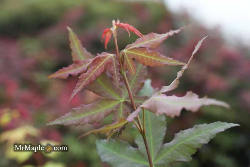 - Acer oliverianum x 'Mystic Jewel' Japanese Maple - Mr Maple │ Buy Japanese Maple Trees