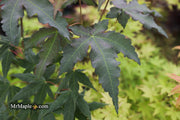 - Acer oliverianum x 'Mystic Jewel' Japanese Maple - Mr Maple │ Buy Japanese Maple Trees