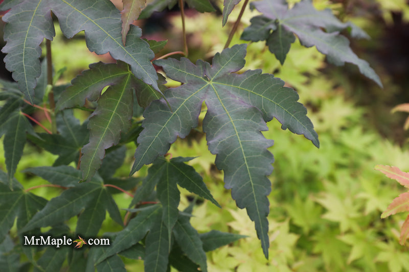 - Acer oliverianum x 'Mystic Jewel' Japanese Maple - Mr Maple │ Buy Japanese Maple Trees