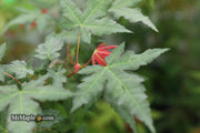 - Acer oliverianum x 'Mystic Jewel' Japanese Maple - Mr Maple │ Buy Japanese Maple Trees