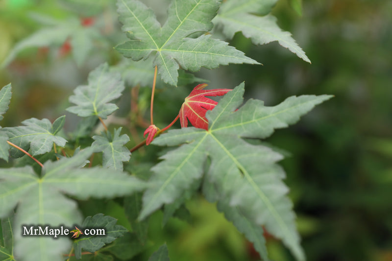 - Acer oliverianum x 'Mystic Jewel' Japanese Maple - Mr Maple │ Buy Japanese Maple Trees