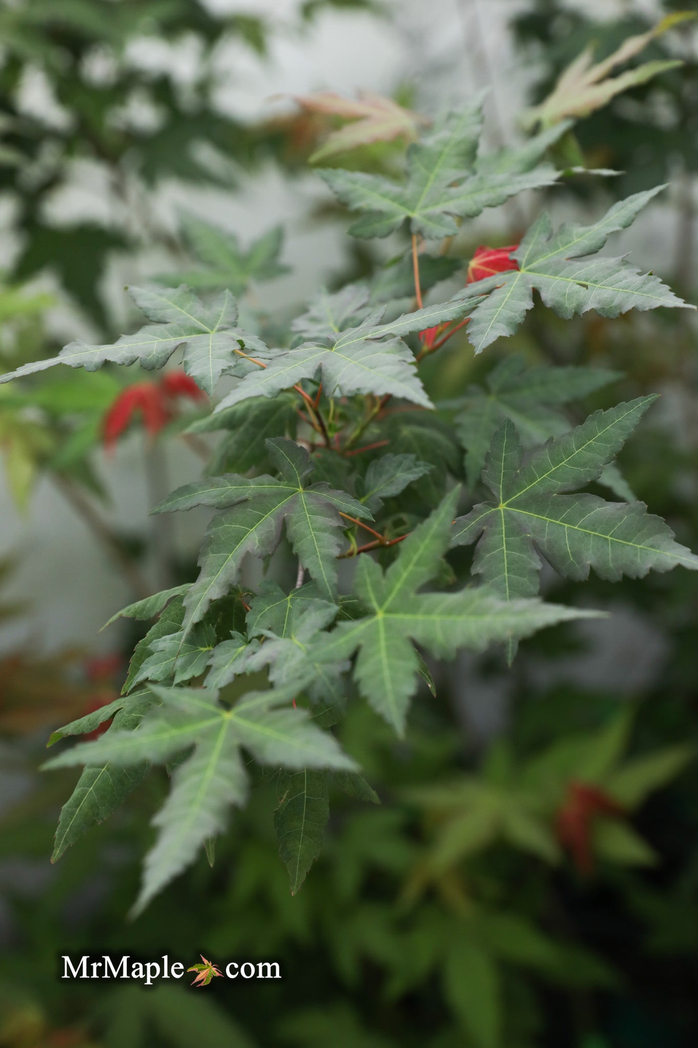 Buy Acer palmatum ‘Mystic Jewel’ Japanese Maple — Mr Maple │ Buy