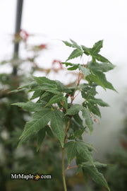 - Acer oliverianum x 'Mystic Jewel' Japanese Maple - Mr Maple │ Buy Japanese Maple Trees