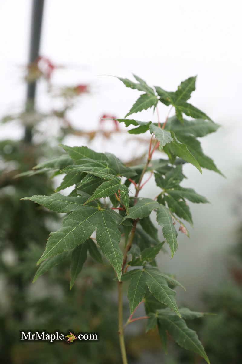 - Acer oliverianum x 'Mystic Jewel' Japanese Maple - Mr Maple │ Buy Japanese Maple Trees