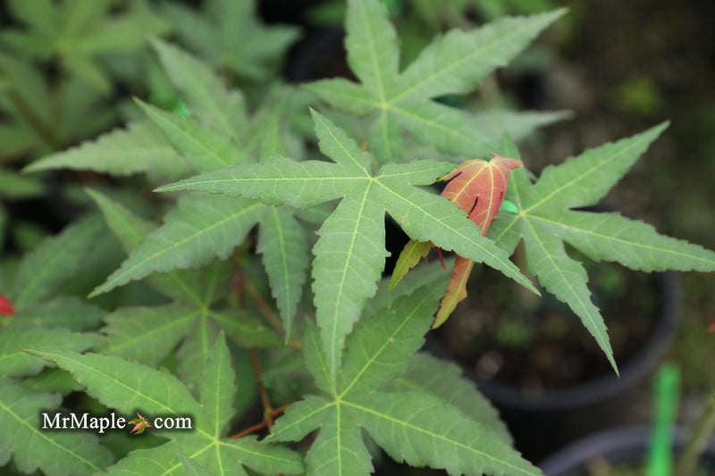 - Acer oliverianum x 'Mystic Jewel' Japanese Maple - Mr Maple │ Buy Japanese Maple Trees