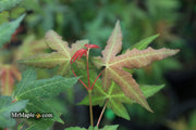 - Acer oliverianum x 'Mystic Jewel' Japanese Maple - Mr Maple │ Buy Japanese Maple Trees