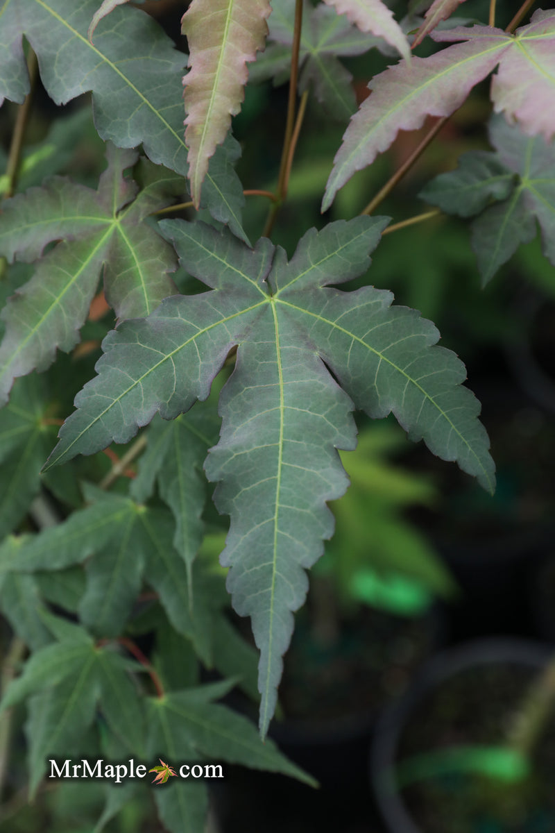 - Acer oliverianum x 'Mystic Jewel' Japanese Maple - Mr Maple │ Buy Japanese Maple Trees