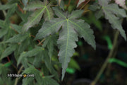 - Acer oliverianum x 'Mystic Jewel' Japanese Maple - Mr Maple │ Buy Japanese Maple Trees