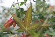 - Acer oliverianum x 'Mystic Jewel' Japanese Maple - Mr Maple │ Buy Japanese Maple Trees