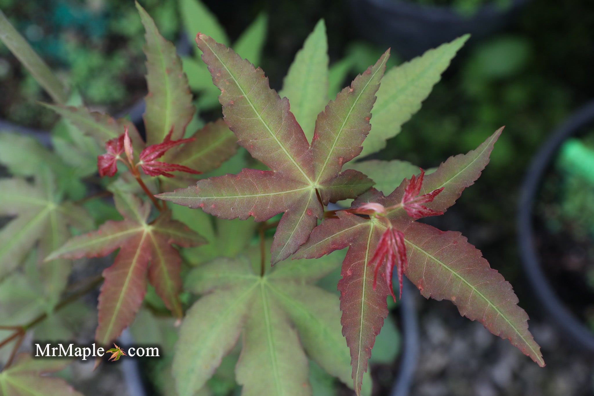 Buy Acer palmatum ‘Mystic Jewel’ Japanese Maple — Mr Maple │ Buy