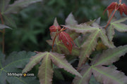 - Acer oliverianum x 'Mystic Jewel' Japanese Maple - Mr Maple │ Buy Japanese Maple Trees