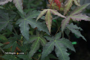 - Acer oliverianum x 'Mystic Jewel' Japanese Maple - Mr Maple │ Buy Japanese Maple Trees