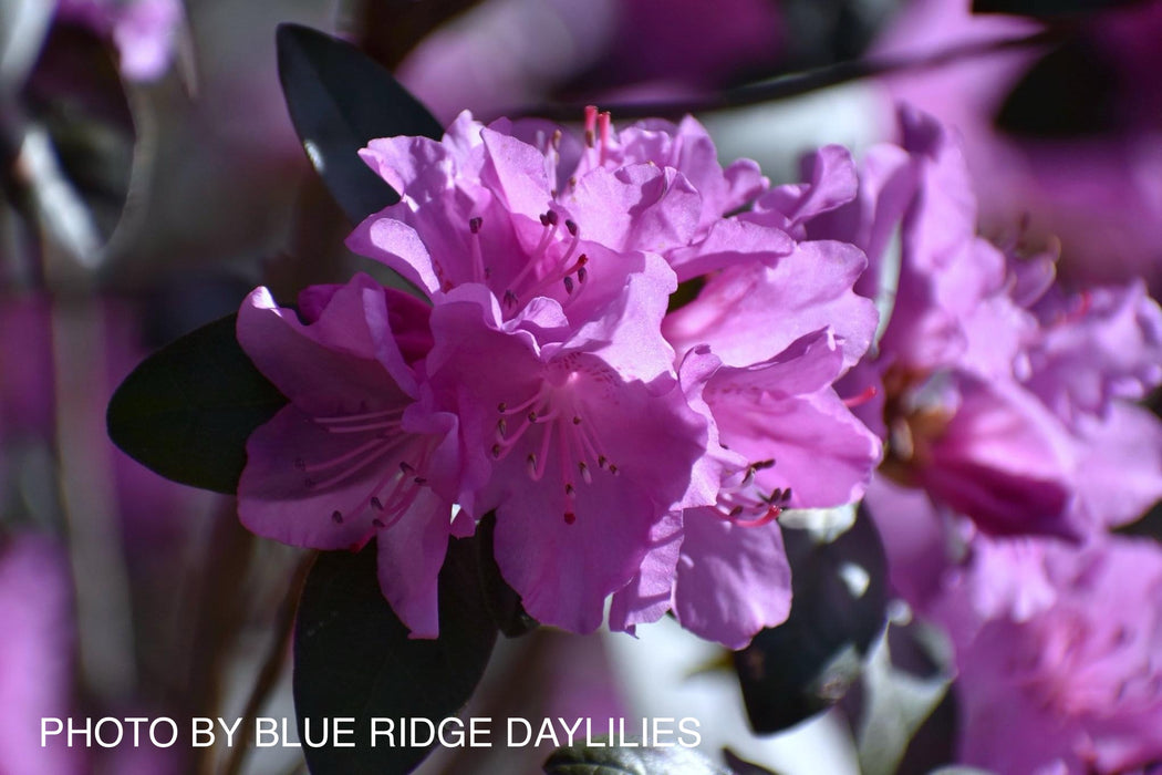 Rhododendron 'PJM Elite' Red Purple Blooms