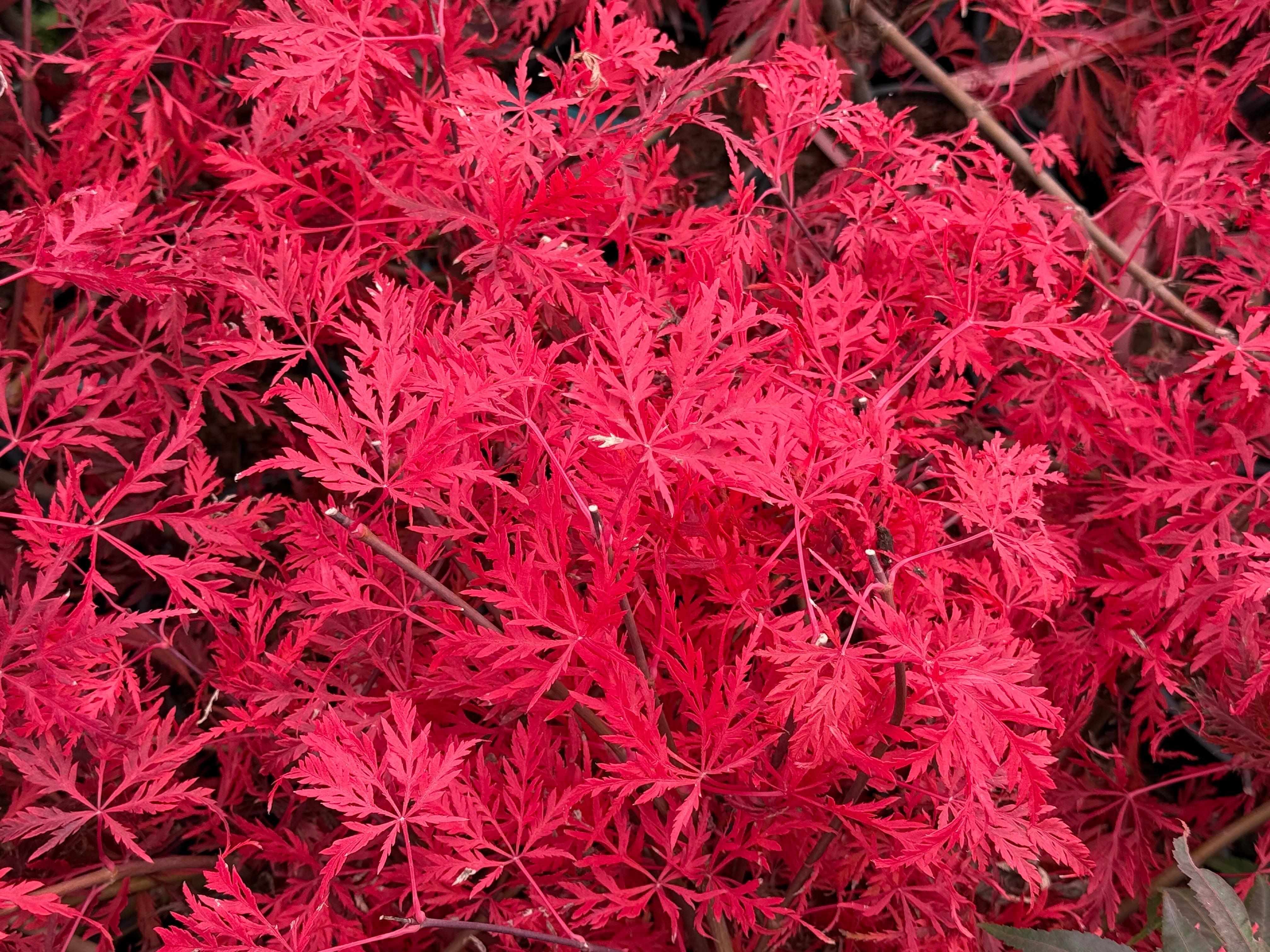 Buy Acer palmatum 'Heartbeat' Weeping Japanese Maple — Mr Maple Buy Acer palmatum 'Heartbeat' Weeping Japanese Maple — Mr Maple