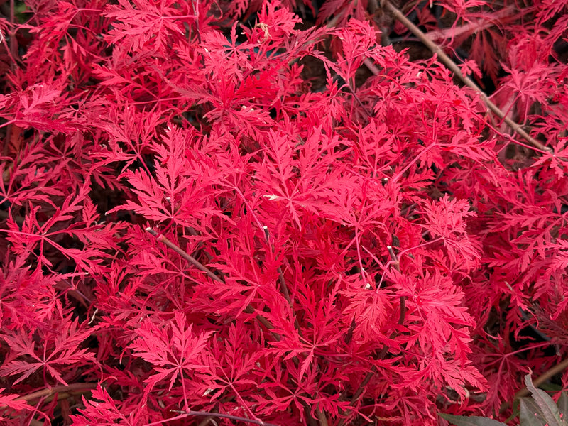 Acer palmatum 'Heartbeat' Weeping Red Japanese Maple