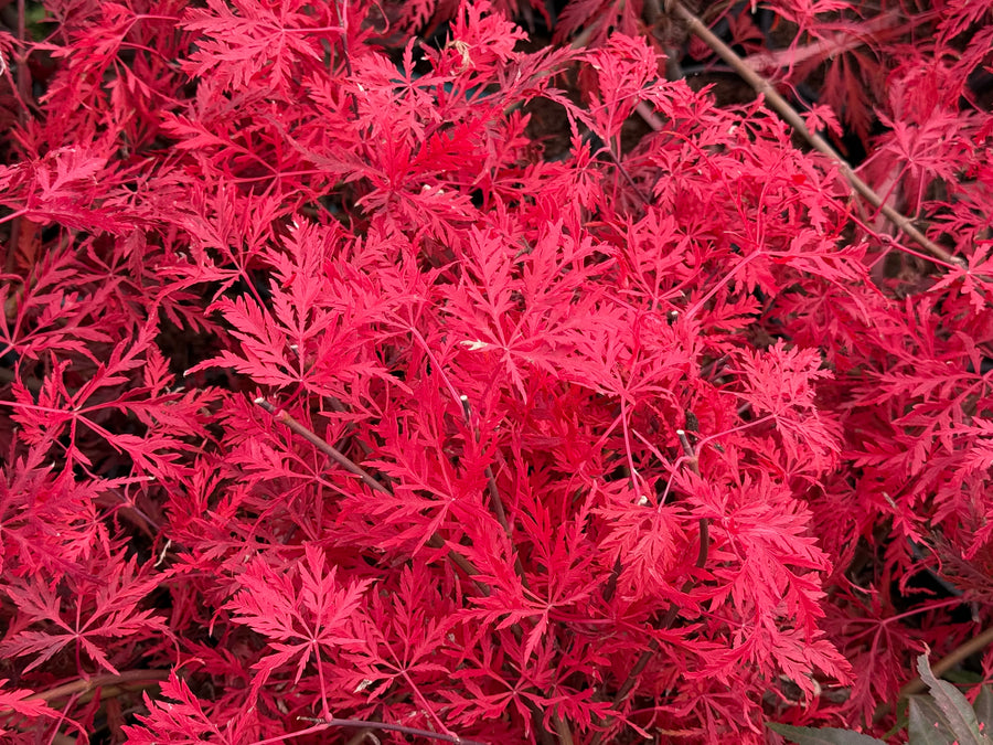 Buy Enkianthus campanulatus 'Wallaby' Dwaf Pink Flowering Red Vein Enkiant  — Mr Maple │ Buy Japanese Maple Trees