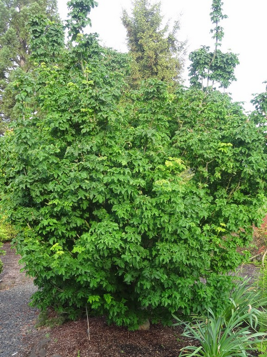 Acer circinatum 'Pacific Sprite' Dwarf Japanese Maple