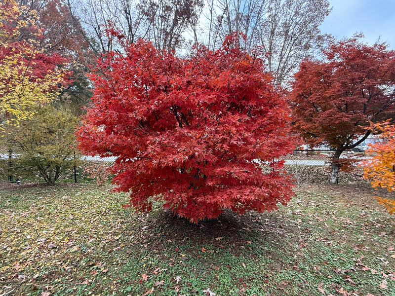 Acer palmatum 'Ed Carmine' Rare Japanese Maple
