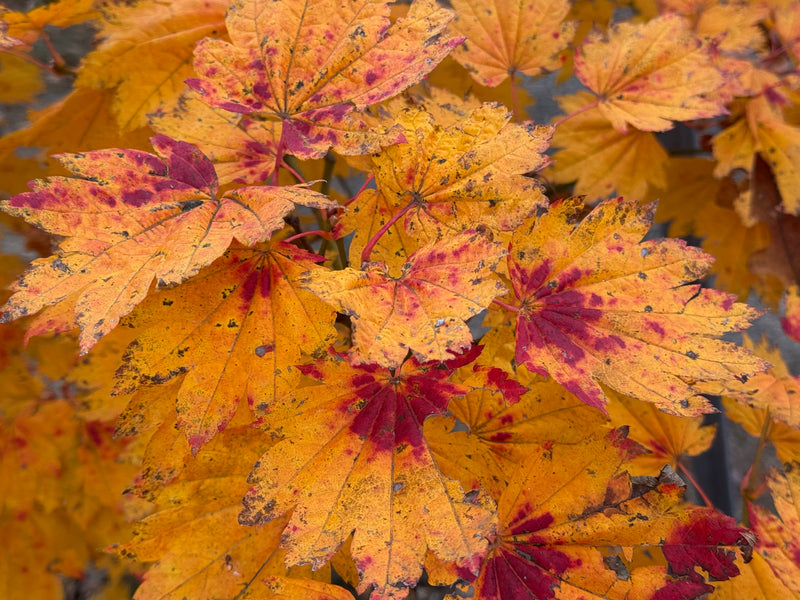 Acer japonicum 'Giant Moon' Full Moon Japanese Maple