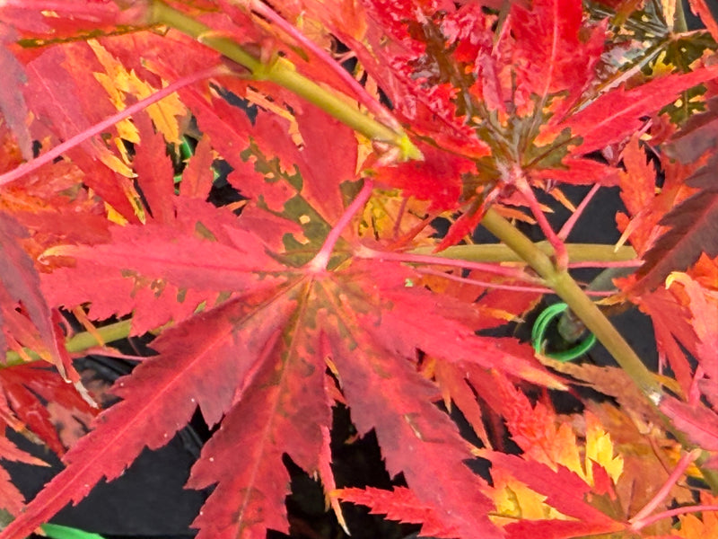 Acer palmatum ‘Elena Melodi’ Japanese Maple