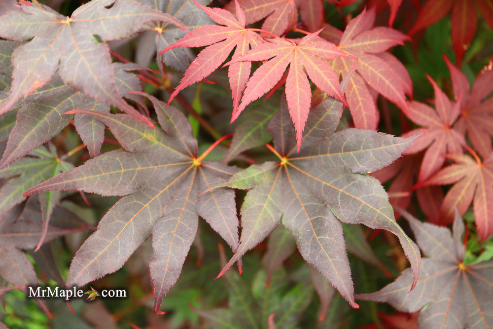 Acer palmatum 'Samurai Sword' Japanese Maple
