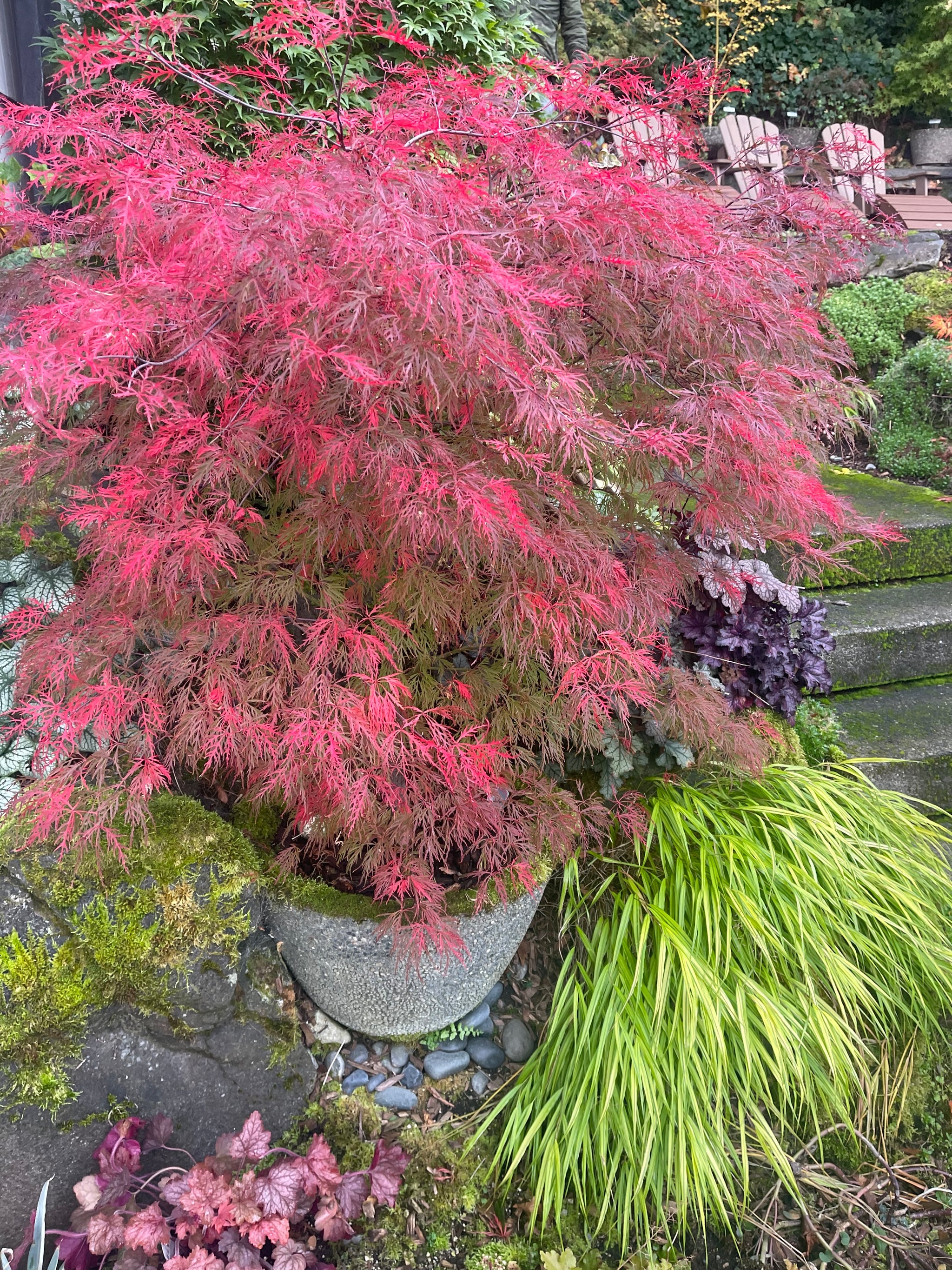 MrMaple 10 New Trees @ 10am on Tuesday — Mr Maple │ Buy Japanese Maple ...