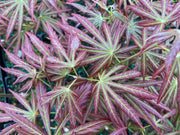 - Acer shirasawanum 'Bronze Age' Bronze Full Moon Japanese Maple - Mr Maple │ Buy Japanese Maple Trees