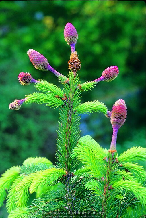 Picea abies 'Acrocona' Norway Spruce