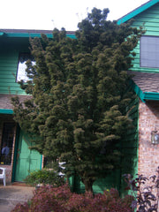 - FOR PICKUP ONLY | Acer palmatum 'Shishigashira' Lion's Head Japanese Maple | DOES NOT SHIP - Mr Maple │ Buy Japanese Maple Trees