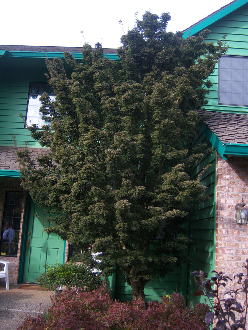 - FOR PICKUP ONLY | Acer palmatum 'Shishigashira' Lion's Head Japanese Maple | DOES NOT SHIP - Mr Maple │ Buy Japanese Maple Trees