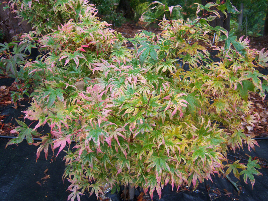 FOR PICKUP ONLY | Acer palmatum 'Ukigumo' Floating Clouds Japanese Maple | DOES NOT SHIP