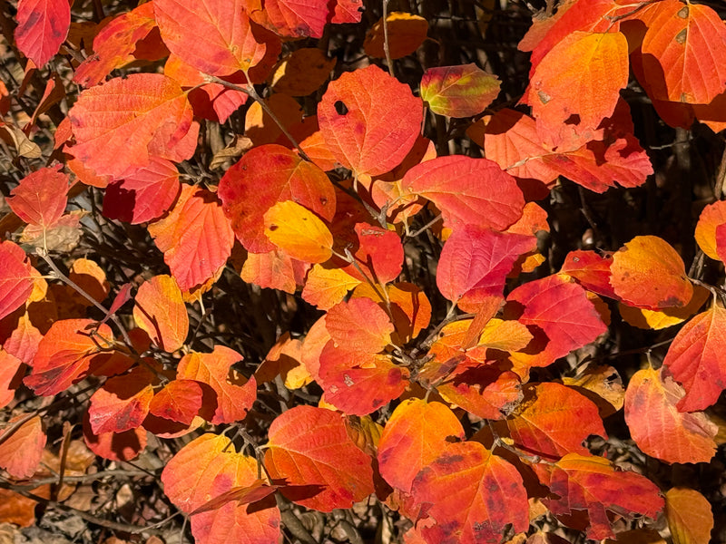 Fothergilla 'Mount Airy' Flowering Fothergilla