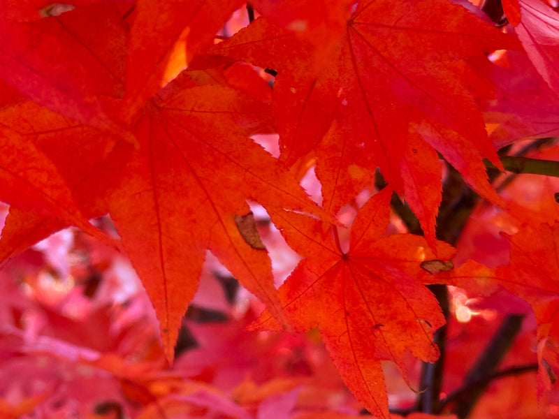Acer palmatum 'Mon zukushi' Japanese Maple