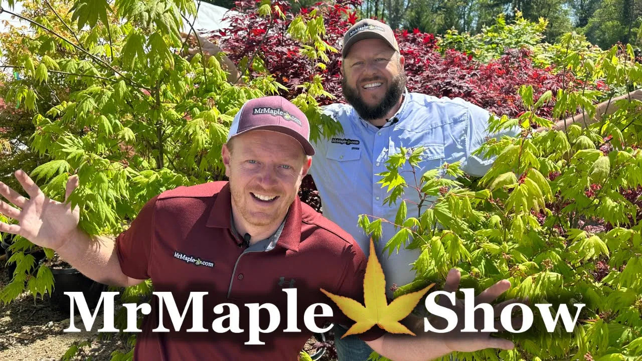 10 New Trees @ 10AM Every Tuesday