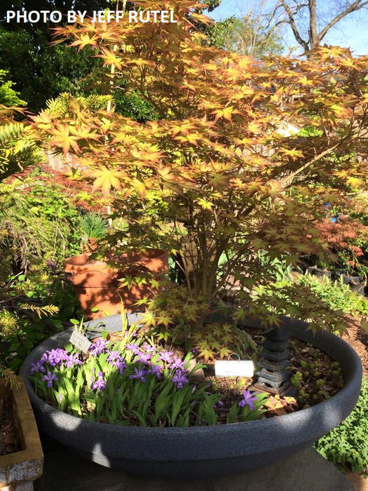 FOR PICKUP ONLY | Acer palmatum 'Coral Magic' Pink Japanese Maple | DOES NOT SHIP