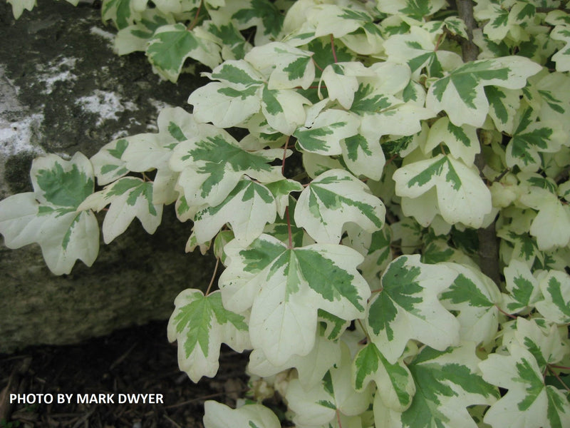 - FOR PICK UP ONLY | Acer campestre 'Carnival' White Variegated Maple | DOES NOT SHIP - Mr Maple │ Buy Japanese Maple Trees