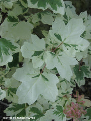 - FOR PICK UP ONLY | Acer campestre 'Carnival' White Variegated Maple | DOES NOT SHIP - Mr Maple │ Buy Japanese Maple Trees