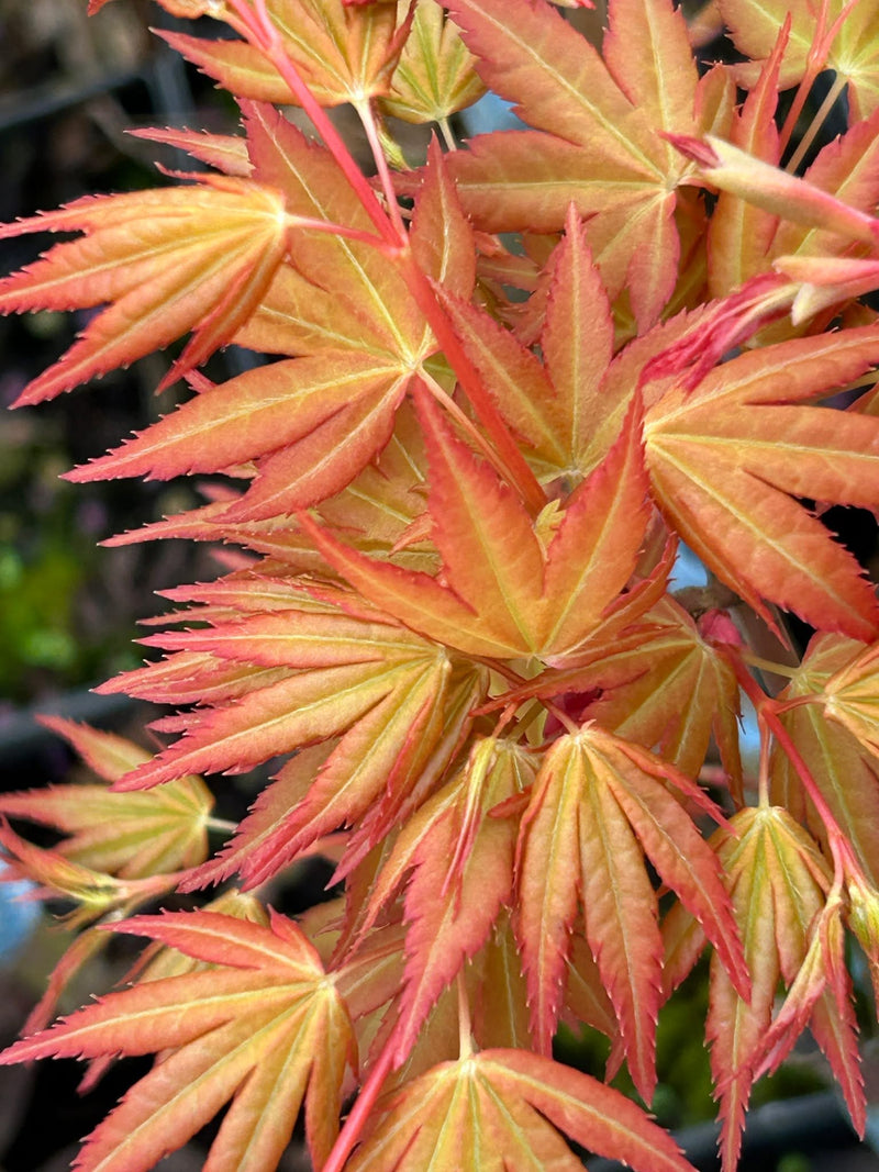 Acer palmatum 'La Diabla' Japanese Maple