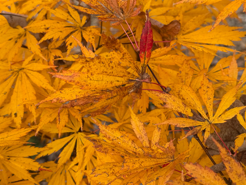 Acer shirasawanum 'Bronze Age' Bronze Full Moon Japanese Maple
