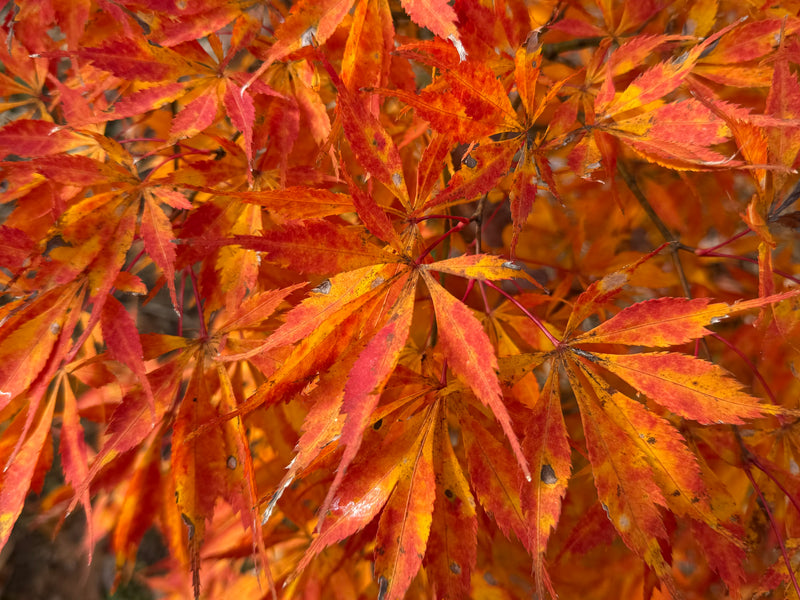 Acer palmatum 'Elwha' Japanese Maple